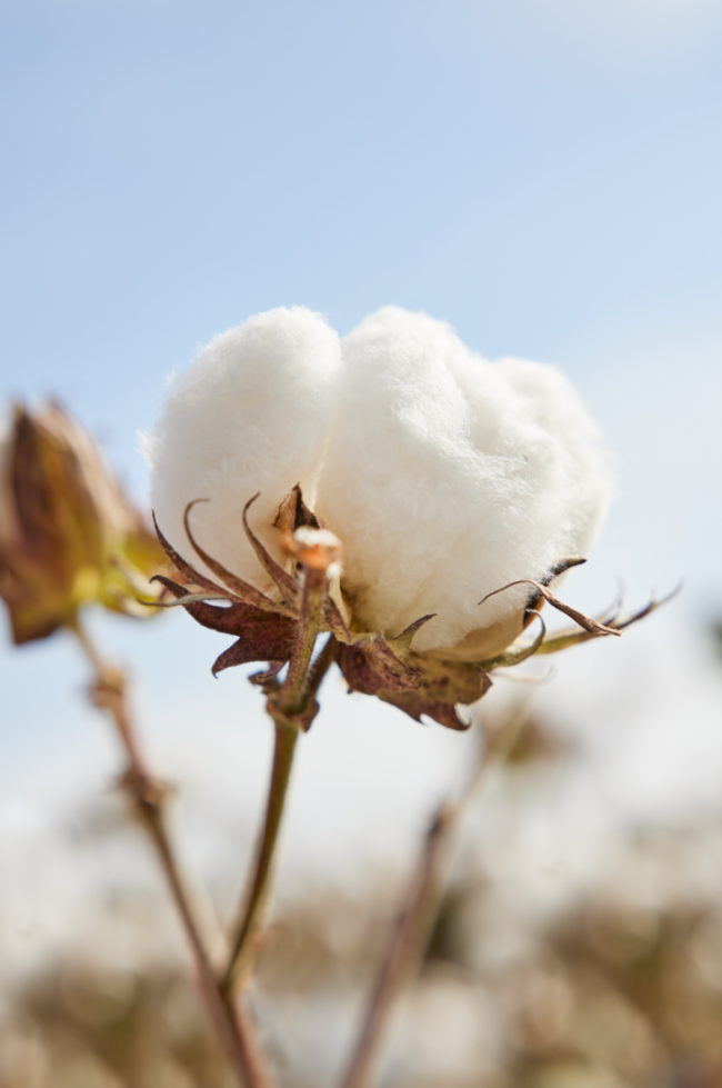 1757314266-309fef44bf76260